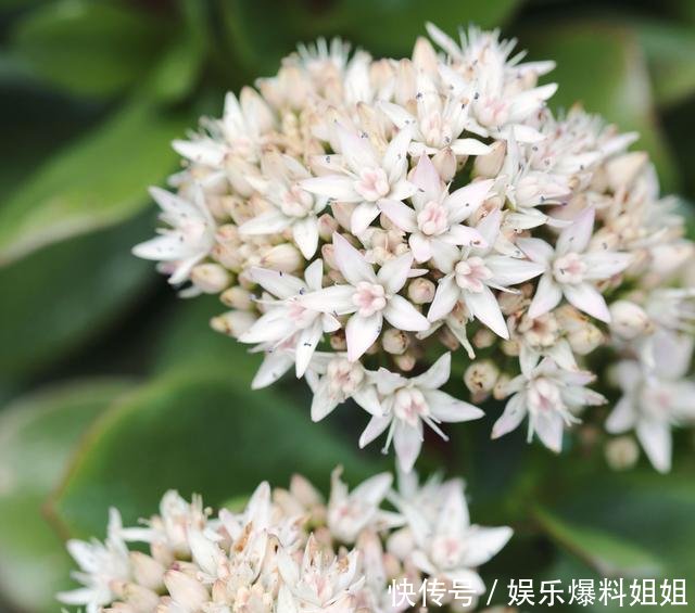  『管理玉树』玉树有没有毒能放在室内养吗！