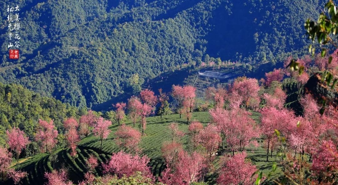 大美无量丨樱花谷的樱花又开了，未来20天，赏花正当时