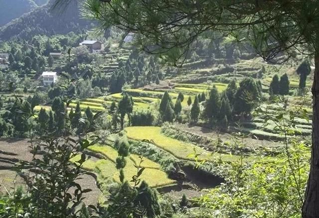  【马村贡米】走进青川县建峰镇