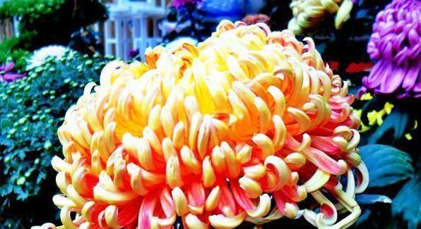  『果汁阳台』喜欢菊花，不如养盆红飞翠舞，花开如燕舞莺歌，开花不停，美极了