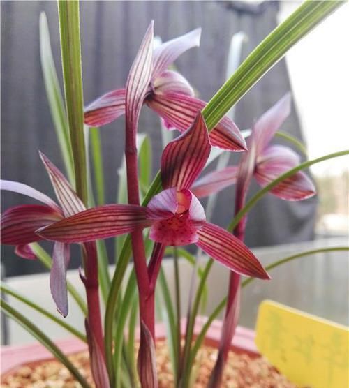  「醉红素兰花」它是春兰红素中的极品，红得透亮，诱惑迷人，美得让人沉醉