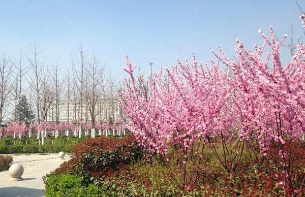  江苏@江苏、山东、河南和安徽四省交界，所在两个县，一个被称长寿之乡