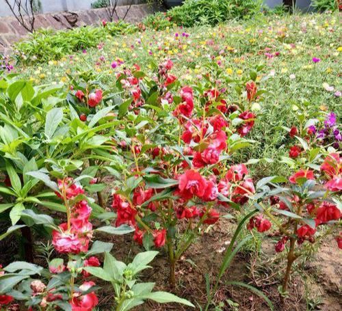 「回忆」3种草花最泼辣,农家院里年年开花,美好的童年回忆全是它