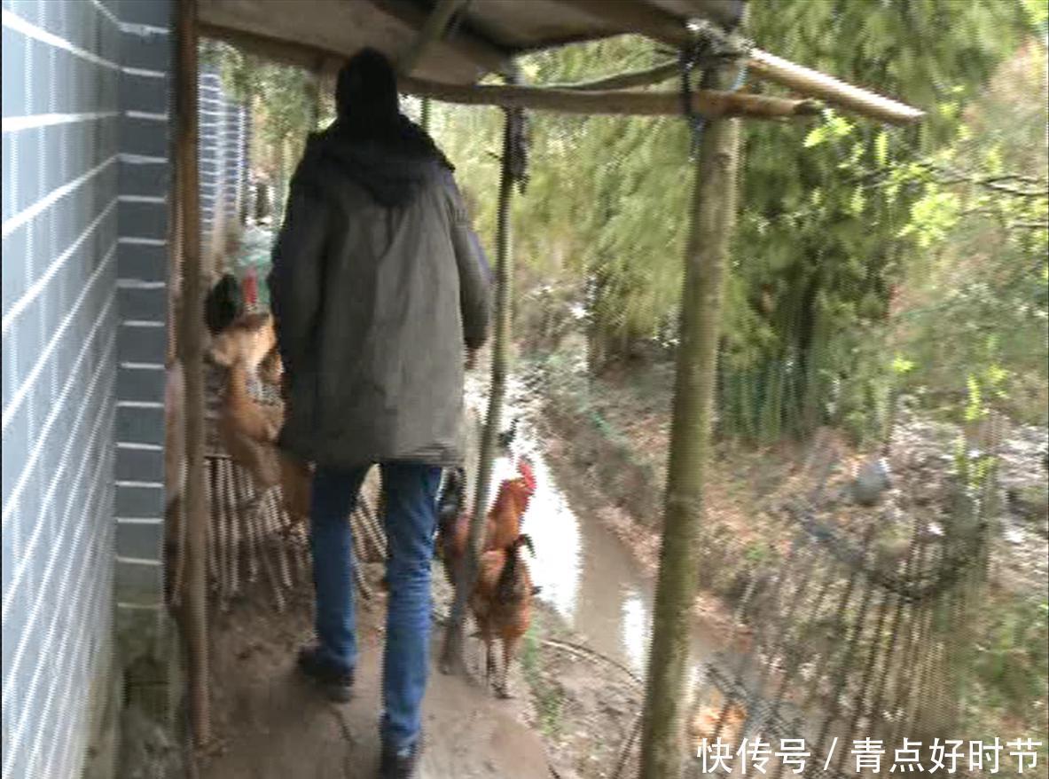 退休教师在学校养鸡，村民不满，他振振有词：学校就是我家