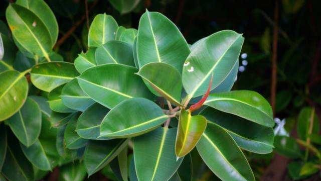 好看|养橡皮树,做好这几点养护,恢复长势树形更加好看