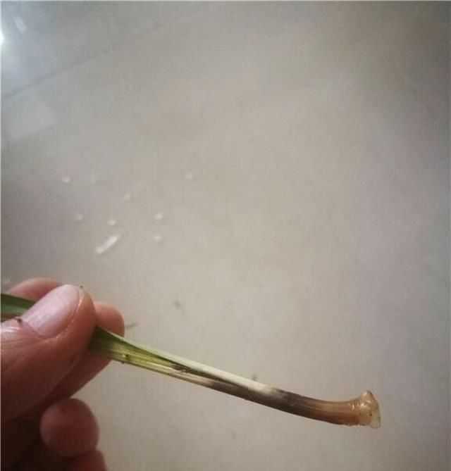  呼呼：兰花叶尖干枯烂根怎么办?做好这几步就死不了,新芽还呼呼冒