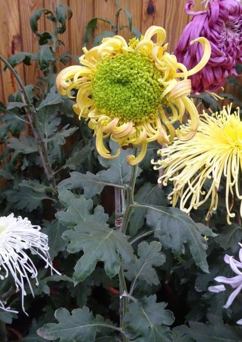  「奇葩」喜欢菊花，首选“珍贵绿菊”滦水奇葩，黄瓣绿芯，淡雅秀丽！