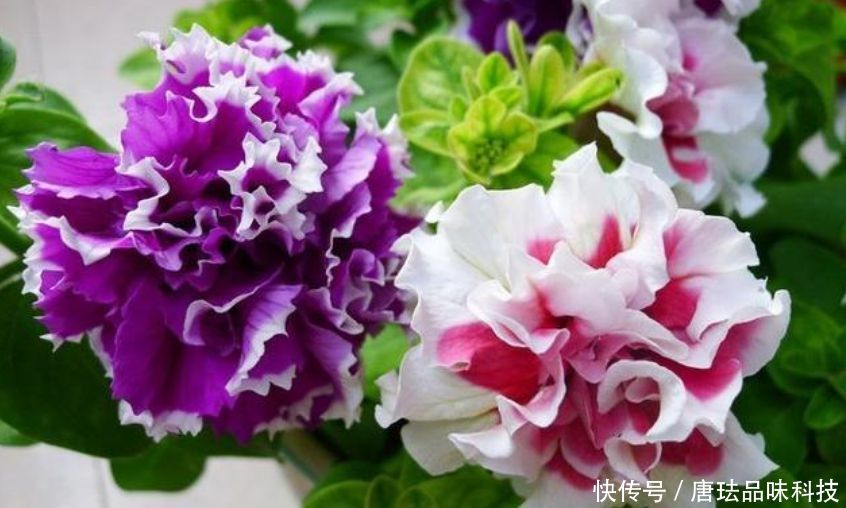 『家里』家里养上“5种花”，开花一簇簇，繁花似锦，直接变成“小花园”