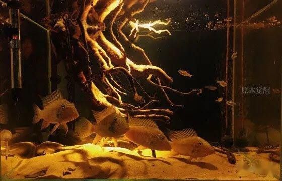  #插入式#南美原生态造景：枝状插入式造景分解