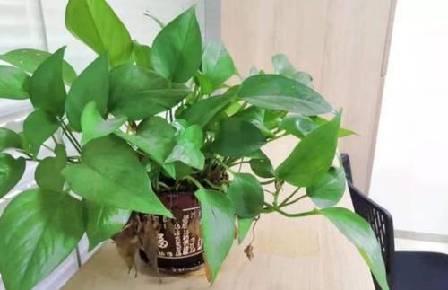 【寓意】这3类植物,寓意好,净化空气'吸'甲醛,欣赏价值高又好养