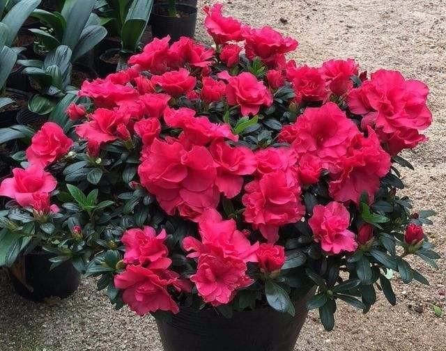  [喜欢]“十大名花”中排名前6的花，家里养1盆，大气、上档次，你喜欢吗
