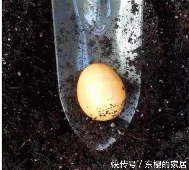 #鸡蛋和油渣#苏大爷家的紫薇树年年“开满枝”,他偷偷说:我给树“开荤”了!