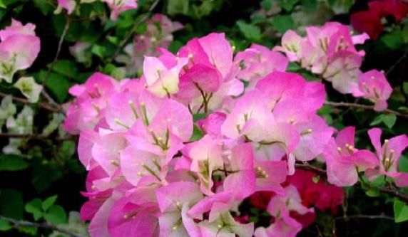  #款花#掐个枝就能活的“5款花”，适合新手懒人，观赏价值高，繁盛迷人