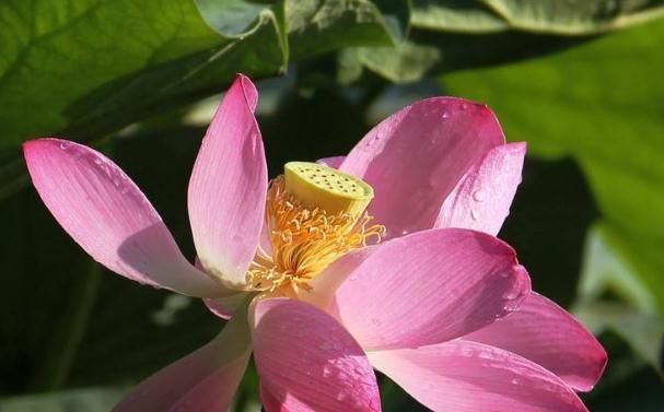  花朵|6月，荷花就爱水里加点“它”，花朵大又红，花开一片“水灵灵”