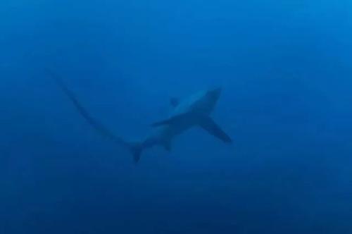 人生怎么也要看一次的长尾鲨!!