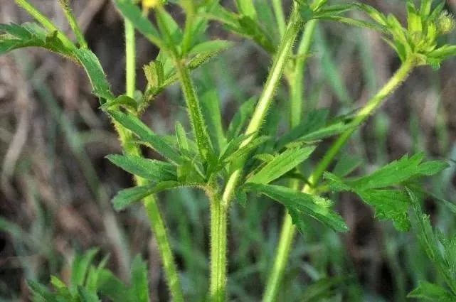  药用价值■农村茅厕边野草，人称“水杨梅”，农民见到就烦，但