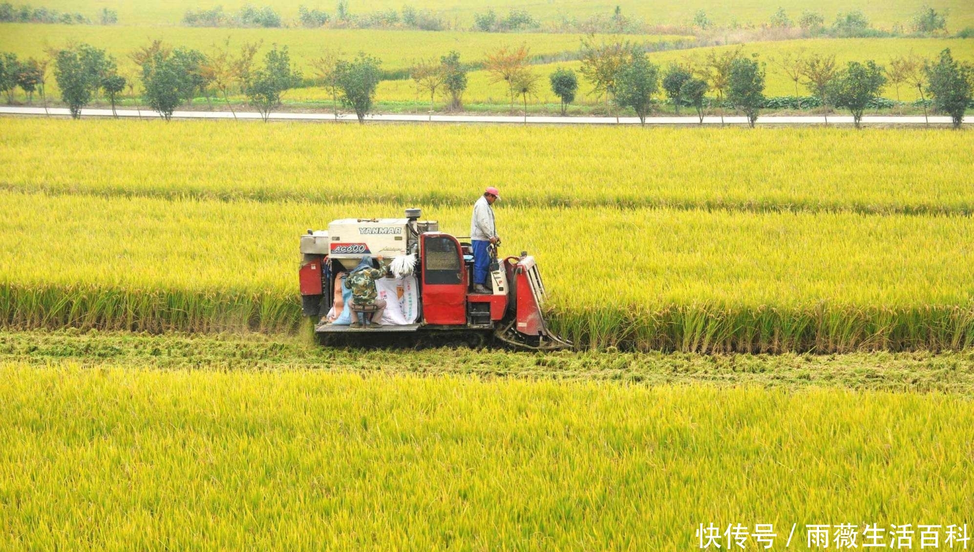  补贴@粮食补助有新变化？新增2类人领取补助，3类农民补贴将被取