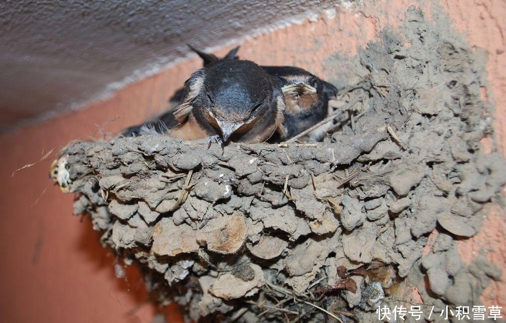  屋檐@农村人屋檐下的燕子窝, 千万不要把扔了, 留着有大用途!