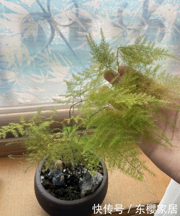 『抗晒』文竹有“3怕”,夏天不抗晒,赶紧换个位置养,小心晒死了