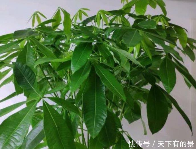 『漂亮』春天就养这种花,一入4月变成“开花机器”,花朵艳丽,花量大