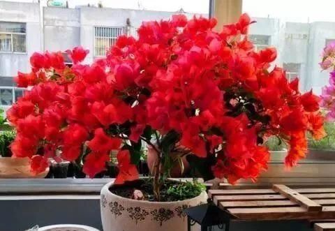 「停歇」2种“开花机器”，一年300多天不停歇，养2盆，天天有花看，值！