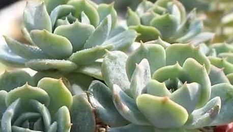  『静夜』这20种美丽的多肉，竟都是静夜的后代！静夜还真是个多情种呢！