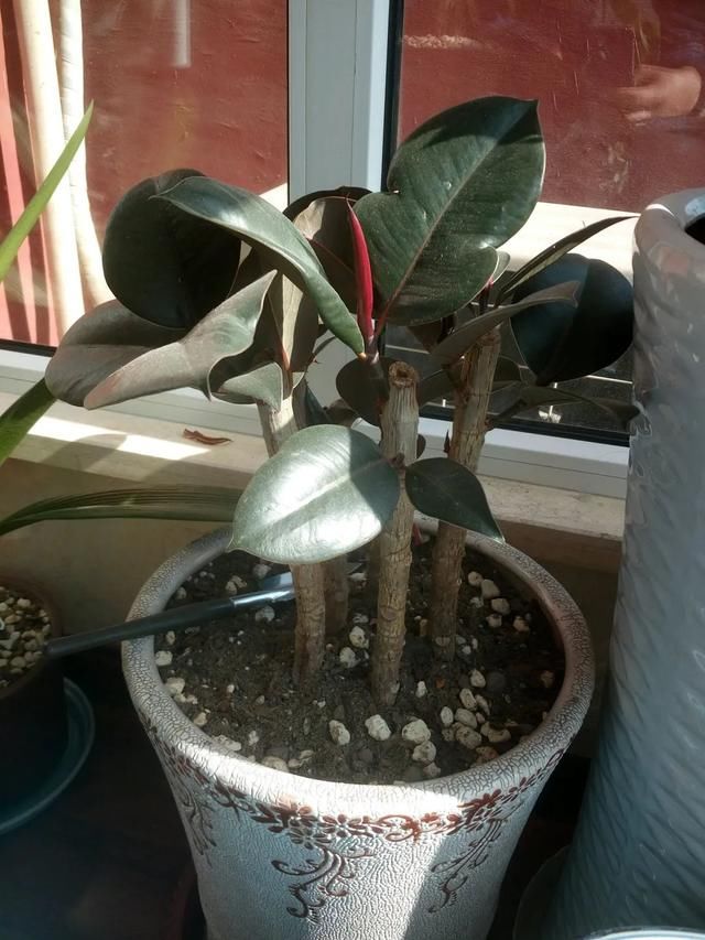  #散射光好#3种树，每月砍1刀，呼呼疯狂冒新芽！