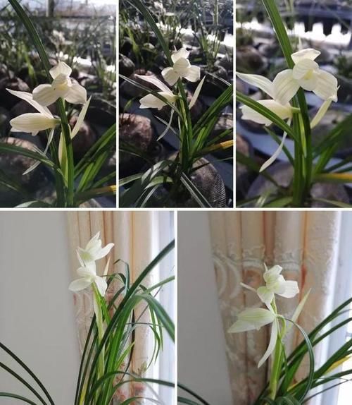  莲瓣■“莲瓣之首”永怀素，香气幽然，花色白瑕，曾经让整个兰界震动！