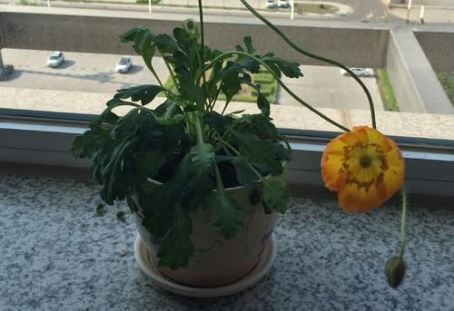  徒有其表：买花别贪图好看，这3种花，个个都是“徒有其表”，典型的疾病花