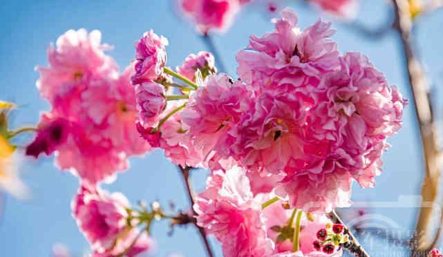  『樱花』遇见樱花盛开的美丽，春天里娇艳迷人的花朵