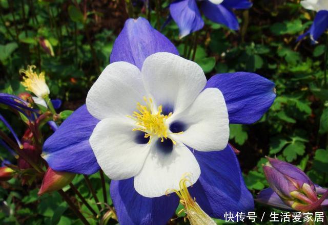胸怀|此花有着非常可爱的外表,是只要胸怀希望,努力就会成功