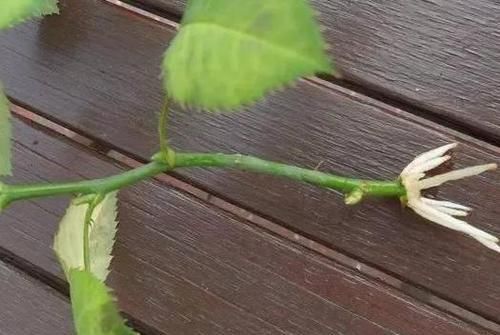 【花钱买】“4种花”不用花钱买,折根枝条放水中,半个月生根,好养活的很