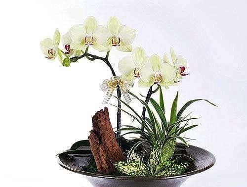  『香味』“高档”兰花怎么挑选？新手记住这6点，不怕买不到好兰花！