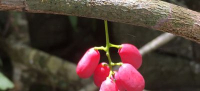  研究发现@这种野生物，若遇见请您管好自己的手别破坏，它好稀罕