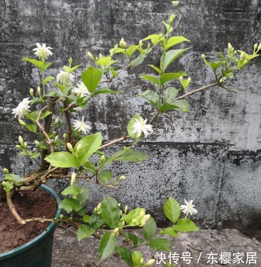  『会下霜』春天了，室内的花别着急出室，1点达不到，小心变“翻车现场”