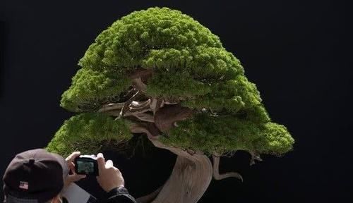 体现@为什么盆景里的植物明明有参天大树的样子,却长得那么小呢?