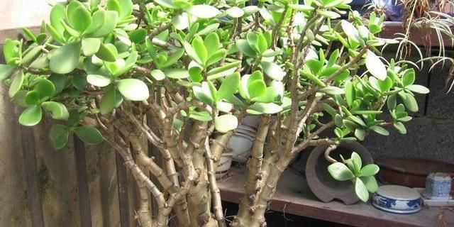  「家里」花草盆栽长得弱，记住6个字，花多叶繁茂，只要3个月，就长爆盆了