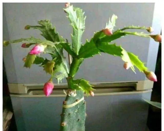  [等植物]养养养花花花: 果汁阳台花期长,花会变色,喜欢就赶紧行动...