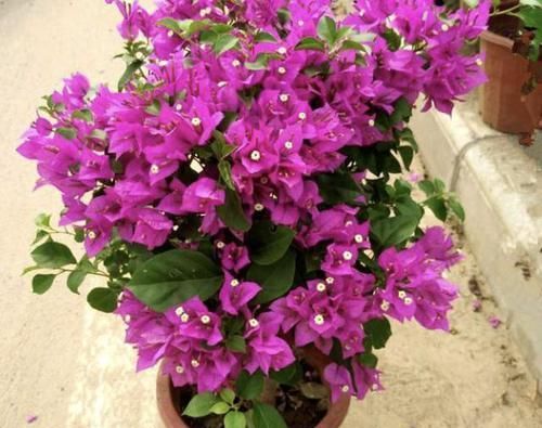  养护：三角梅像“花树”，花期长达150天，学会4个养护“方法”，变美！