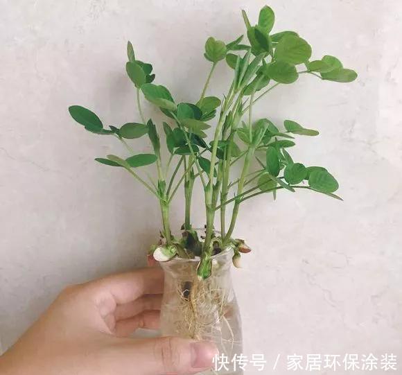  『玉米棒子』小清新的绿植盆栽，花生、玉米都能做！种子盆栽就是这么简单！