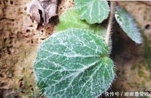 农村一种植物，看着不起眼，价值珍贵，具有效治湿疹，解毒和消肿