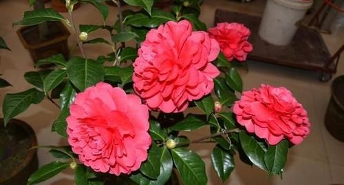 疏松透气■茶花扦插,就用“此”方法,插一盆活一盆,蹭蹭长不停,成活率高
