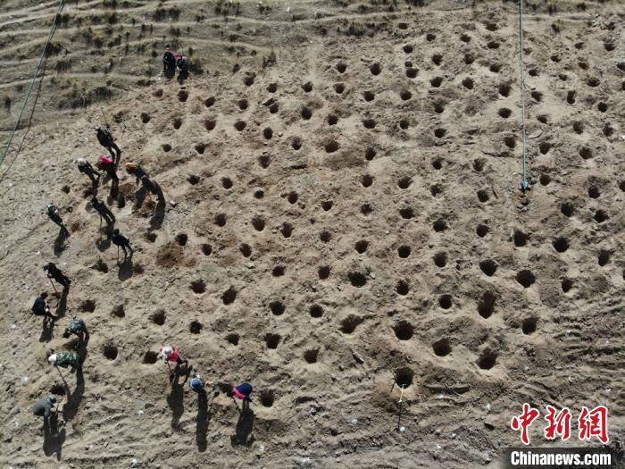  大规模：甘肃肃南大规模植树荒原 祁连山下添林也造景