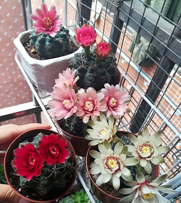  【超长】最会开花的仙人球，号称“开花机器”，花期超长又好“养活”！