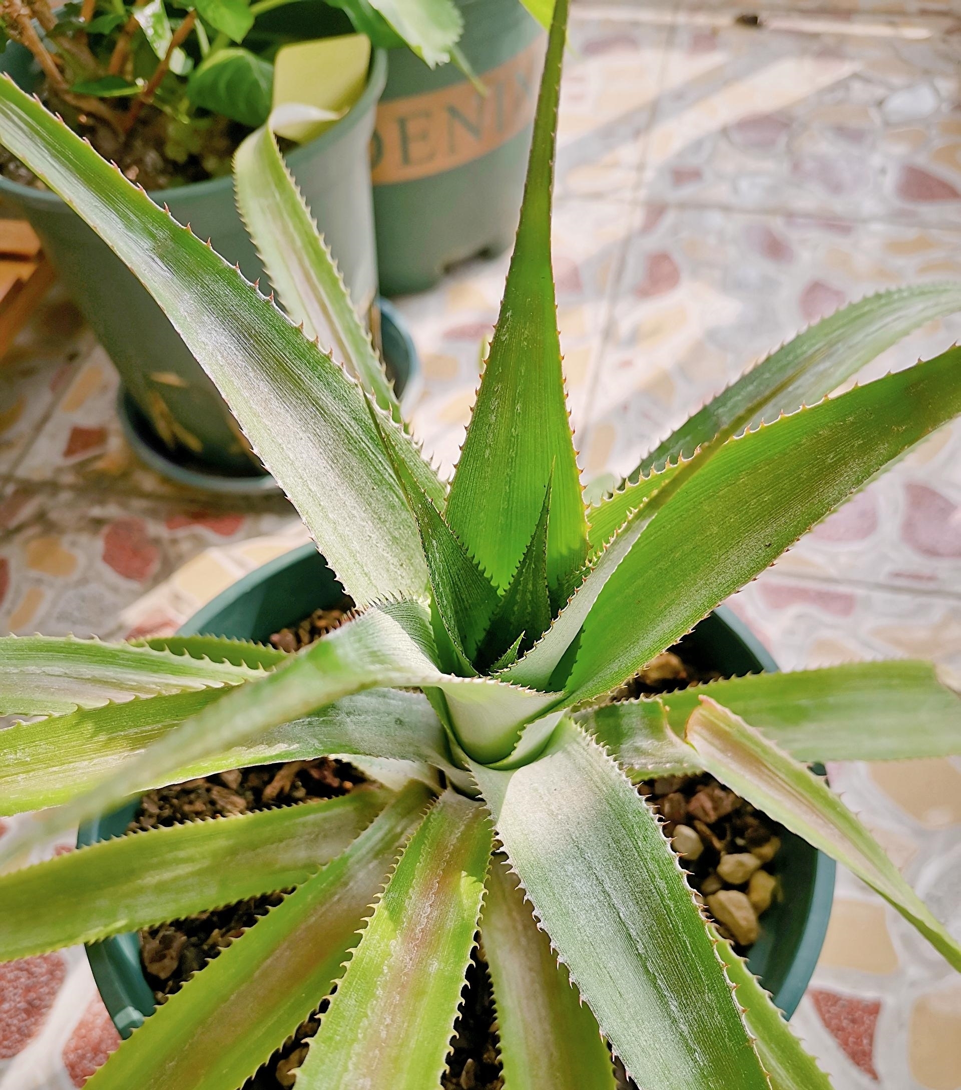 #神似#菠萝土培长得神似“八爪鱼”,越长越大