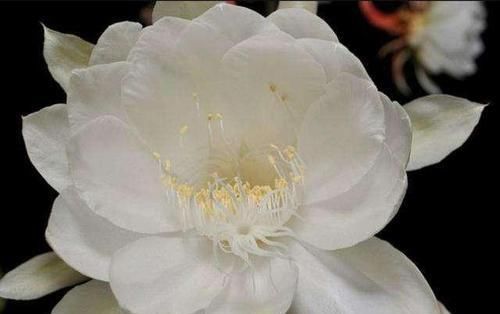 『泥炭土』盆栽昙花应该如何种植?用泥炭土草木灰最合适,肯定能养好