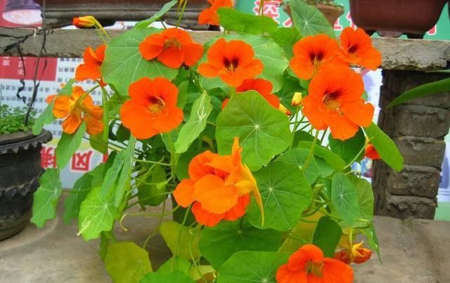  『一大』这几种花占地面积可不小，每次开花满满一大盆，吊着养更合适