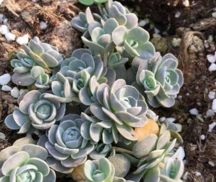  『肉界』5种“爱爆崽”的多肉，多肉界“超生游击队”，“粗养”生出一窝