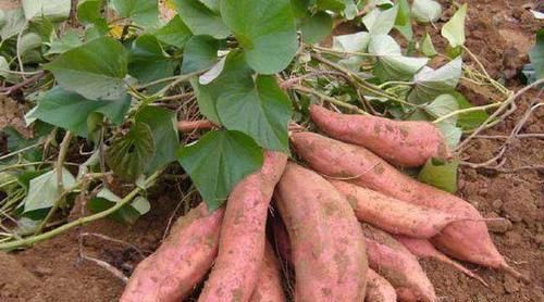  #红薯#农村地瓜高产种植技术，用它做肥料，长出的红薯个大光滑漂亮