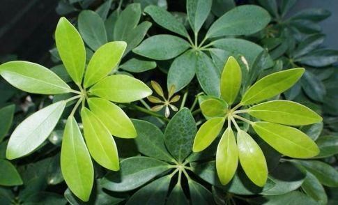  『鹅掌』发财树、鹅掌柴分不清？两招辨别，快速掌握，不会再买错了